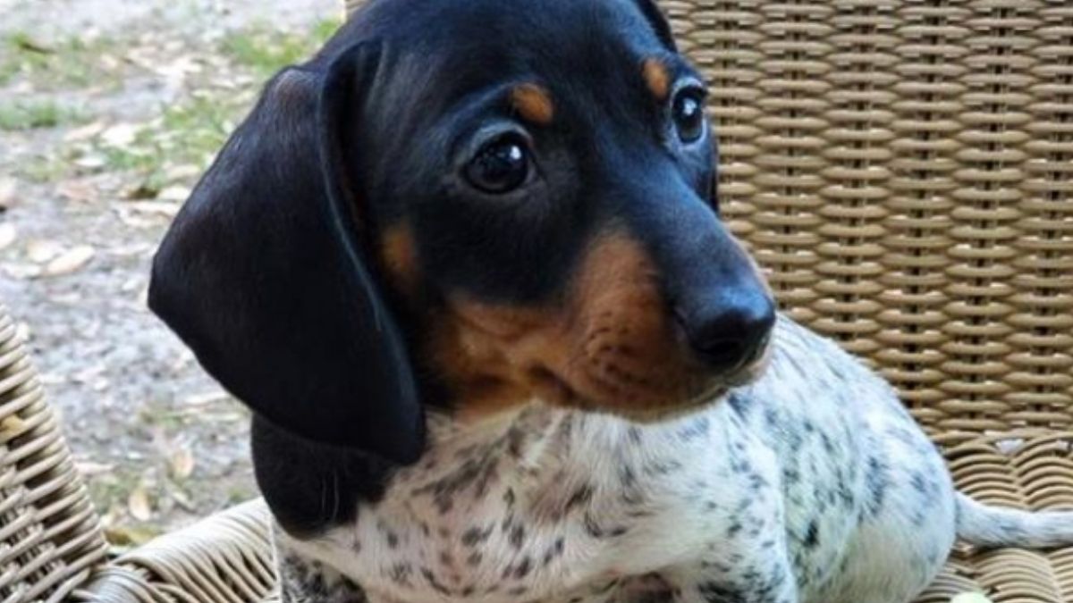 Cute sausage dog with spotted body like a tiny cow goes viral Proper