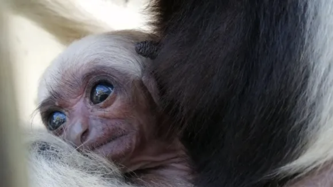Blackpool Zoo celebrates after endangered species is born there