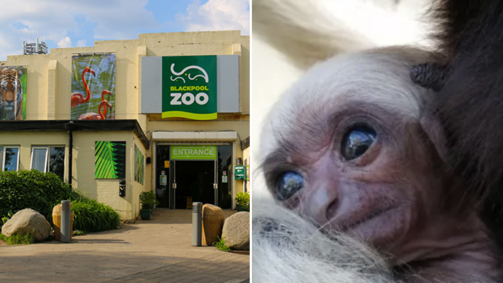 Blackpool Zoo celebrates after endangered species is born there