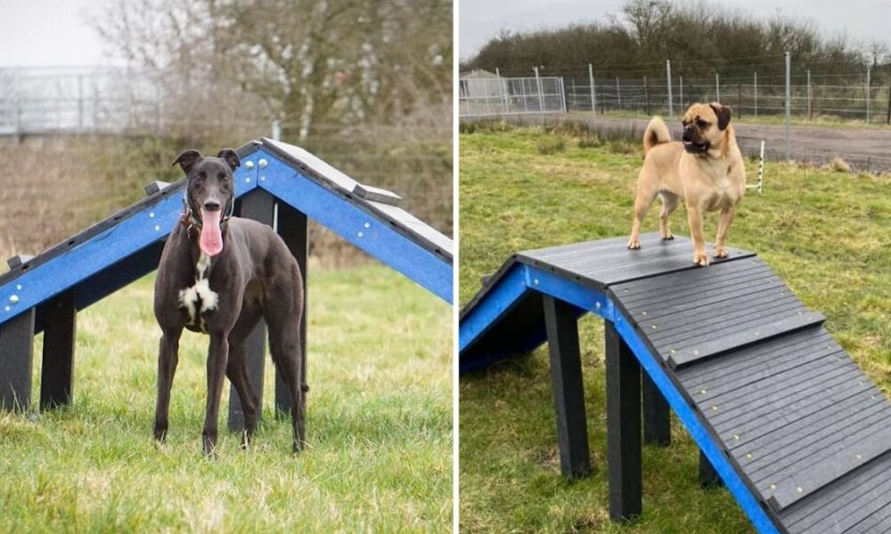 A brand new ‘secure offlead’ dog park has opened in Greater Manchester