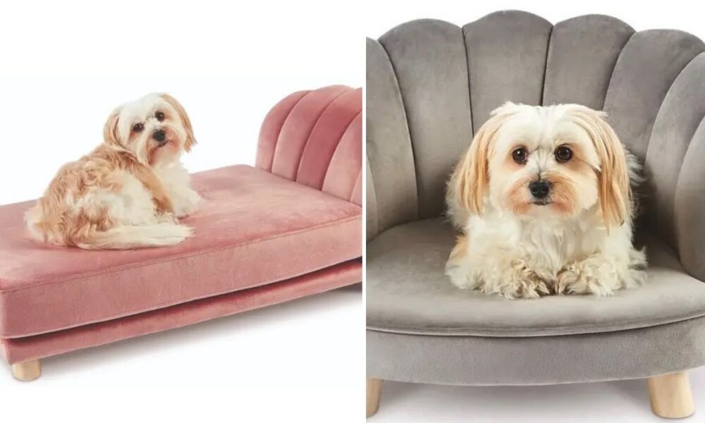 Aldi is selling luxury scalloped pet beds for your furry friends Page