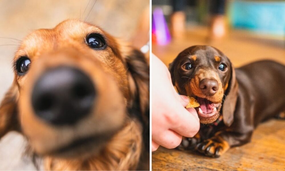 A sausage dog ‘Pup Up’ cafe full of cute little dachshunds is coming to