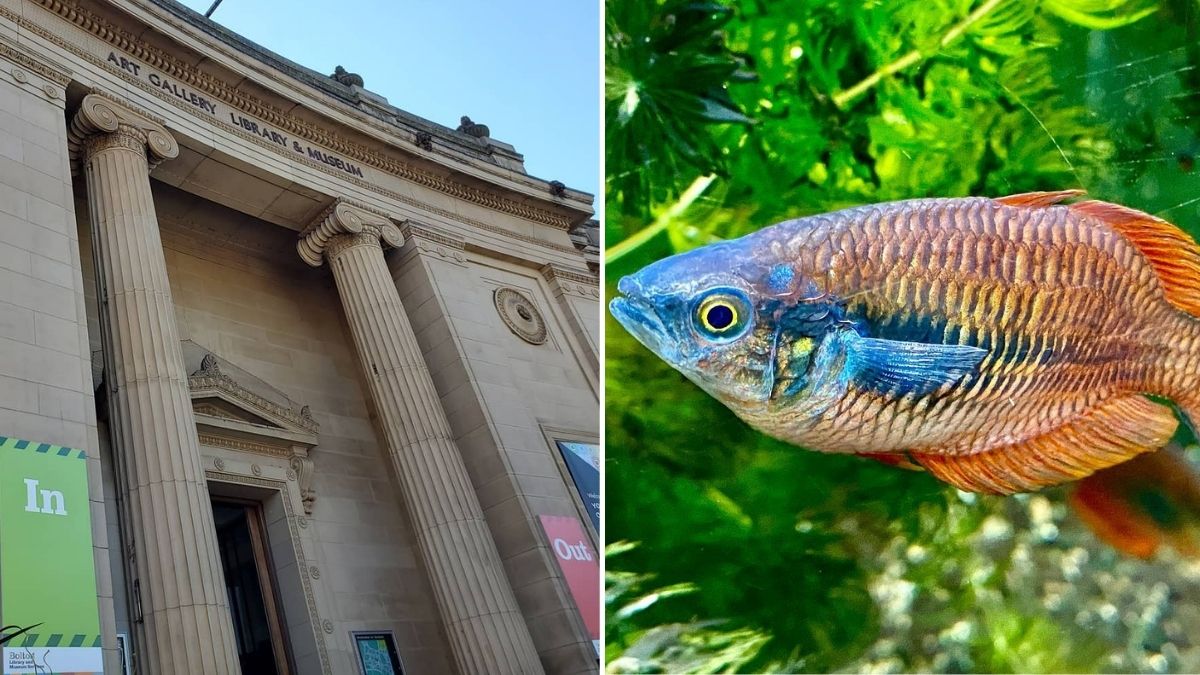 The Underwater Attraction Hidden Beneath A Museum In Bolton