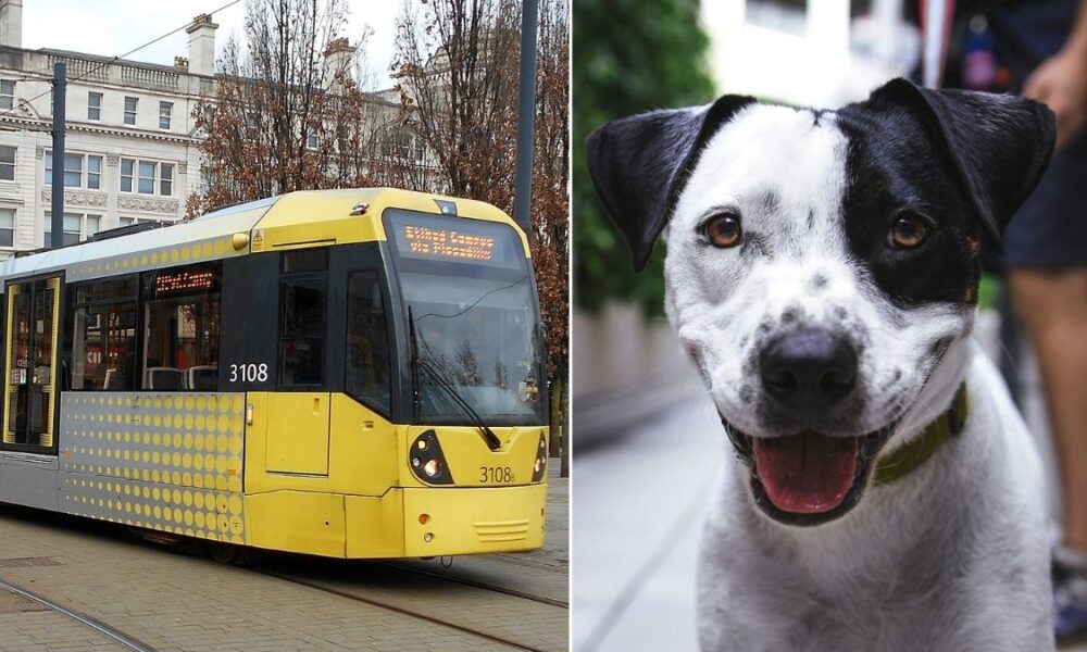 Are Dogs Allowed On Metrolink Train