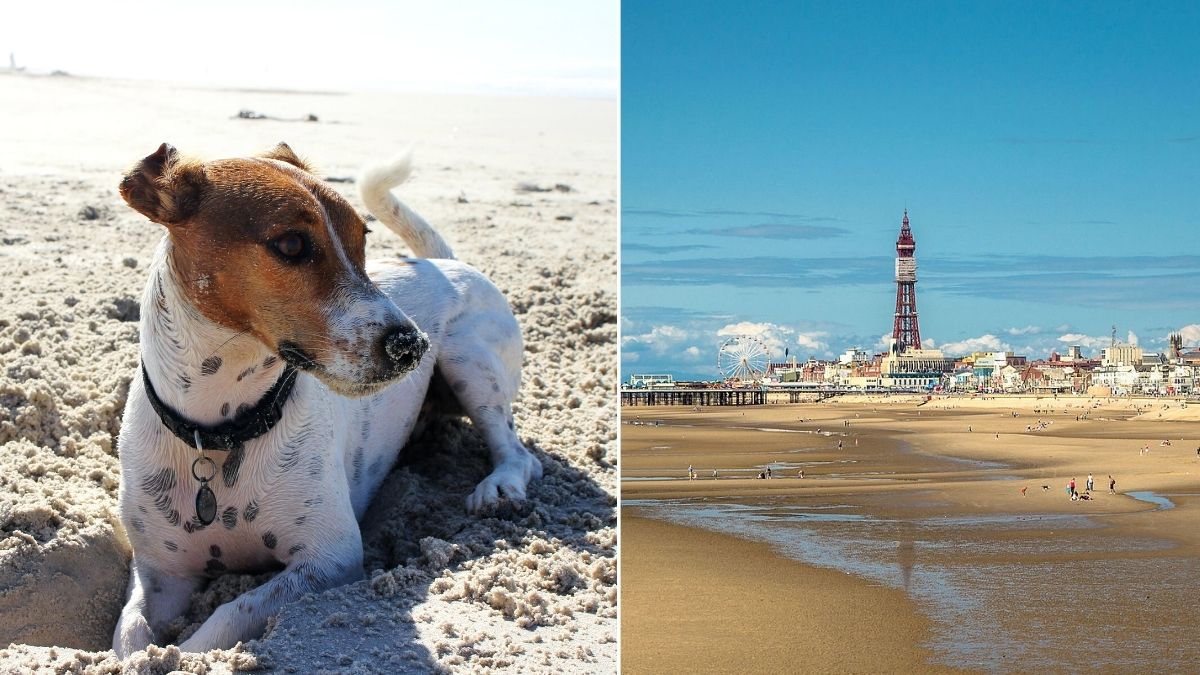 can you walk dogs on hornsea beach