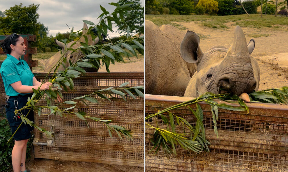 What it's really like to be a rhino keeper at Chester Zoo